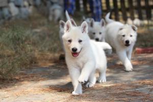 White-Swiss-Shepherd-Puppies-06062019-0120