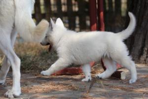 White-Swiss-Shepherd-Puppies-06062019-0121