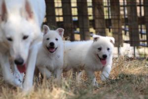 White-Swiss-Shepherd-Puppies-06062019-0122