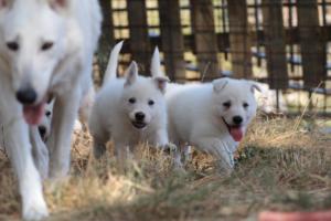 White-Swiss-Shepherd-Puppies-06062019-0123
