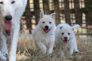 White-Swiss-Shepherd-Puppies-06062019-0124
