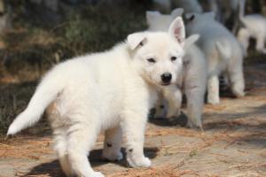 White-Swiss-Shepherd-Puppies-06062019-0127
