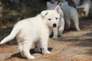 White-Swiss-Shepherd-Puppies-06062019-0128
