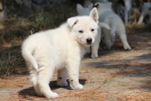 White-Swiss-Shepherd-Puppies-06062019-0129