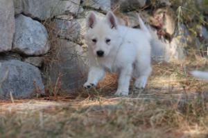White-Swiss-Shepherd-Puppies-06062019-0130