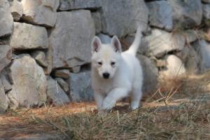 White-Swiss-Shepherd-Puppies-06062019-0131