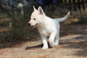 White-Swiss-Shepherd-Puppies-06062019-0137