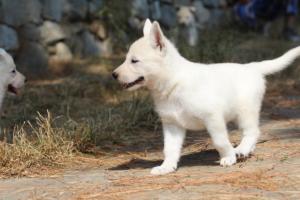 White-Swiss-Shepherd-Puppies-06062019-0138