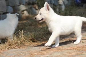 White-Swiss-Shepherd-Puppies-06062019-0139