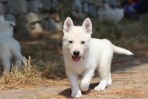 White-Swiss-Shepherd-Puppies-06062019-0143