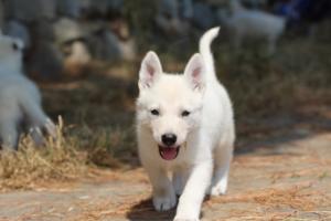 White-Swiss-Shepherd-Puppies-06062019-0144