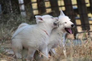 White-Swiss-Shepherd-Puppies-06062019-0151