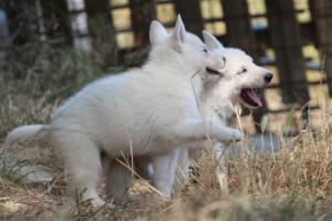 White-Swiss-Shepherd-Puppies-06062019-0152