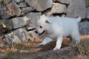 White-Swiss-Shepherd-Puppies-06062019-0154