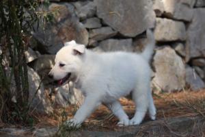 White-Swiss-Shepherd-Puppies-06062019-0155