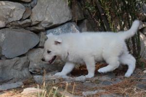 White-Swiss-Shepherd-Puppies-06062019-0159