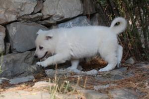 White-Swiss-Shepherd-Puppies-06062019-0160