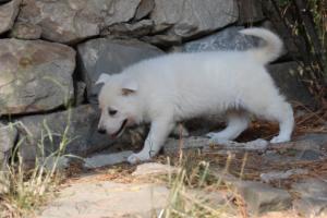 White-Swiss-Shepherd-Puppies-06062019-0161
