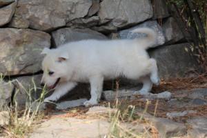 White-Swiss-Shepherd-Puppies-06062019-0162