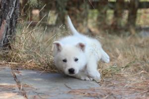 White-Swiss-Shepherd-Puppies-06062019-0164