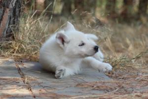White-Swiss-Shepherd-Puppies-06062019-0165