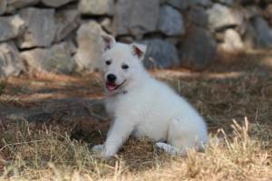 White-Swiss-Shepherd-Puppies-06062019-0180
