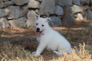 White-Swiss-Shepherd-Puppies-06062019-0181