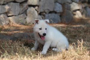 White-Swiss-Shepherd-Puppies-06062019-0182