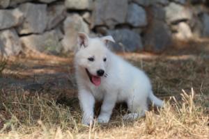 White-Swiss-Shepherd-Puppies-06062019-0183
