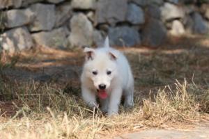 White-Swiss-Shepherd-Puppies-06062019-0185