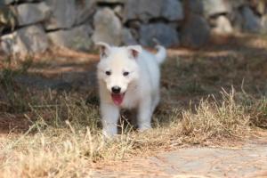 White-Swiss-Shepherd-Puppies-06062019-0186