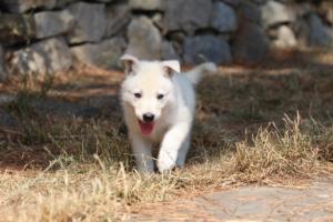White-Swiss-Shepherd-Puppies-06062019-0187