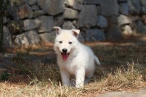 White-Swiss-Shepherd-Puppies-06062019-0192
