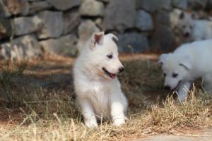White-Swiss-Shepherd-Puppies-06062019-0194