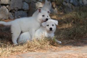 White-Swiss-Shepherd-Puppies-06062019-0195