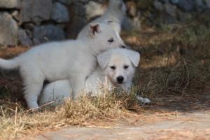 White-Swiss-Shepherd-Puppies-06062019-0197