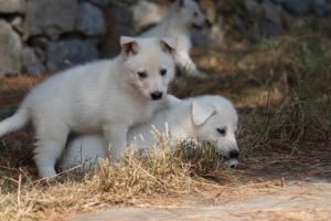 White-Swiss-Shepherd-Puppies-06062019-0198