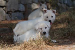 White-Swiss-Shepherd-Puppies-06062019-0199