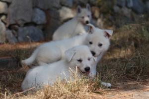 White-Swiss-Shepherd-Puppies-06062019-0201