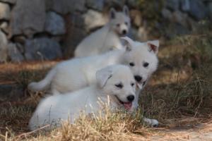 White-Swiss-Shepherd-Puppies-06062019-0202