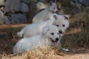 White-Swiss-Shepherd-Puppies-06062019-0203