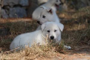 White-Swiss-Shepherd-Puppies-06062019-0205