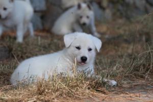 White-Swiss-Shepherd-Puppies-06062019-0206