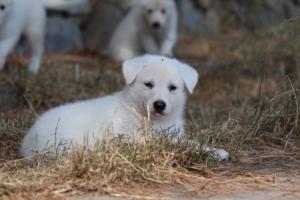 White-Swiss-Shepherd-Puppies-06062019-0207