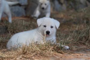 White-Swiss-Shepherd-Puppies-06062019-0208