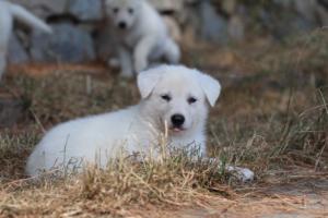 White-Swiss-Shepherd-Puppies-06062019-0209