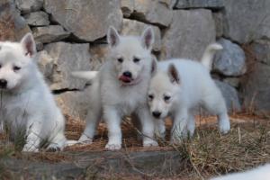 White-Swiss-Shepherd-Puppies-06062019-0210
