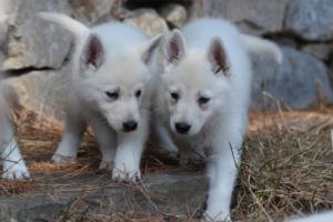 White-Swiss-Shepherd-Puppies-06062019-0211
