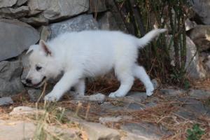 White-Swiss-Shepherd-Puppies-06062019-0212