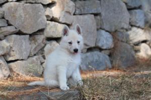 White-Swiss-Shepherd-Puppies-06062019-0215